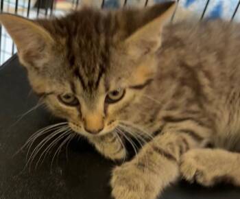 Leo -  Domestic Short Hair Cat for Adoption in Elizabethton, Tennessee - Leo | PetCurious