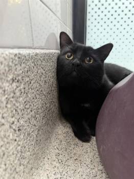 WHISPER -  Domestic Short Hair Cat for Adoption in Omaha, Nebraska - WHISPER | PetCurious