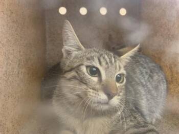 A1935115 -  Domestic Short Hair Cat for Adoption in Thousand Palms, California - A1935115 | PetCurious