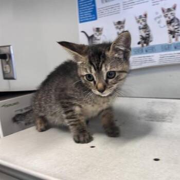 NOAMI -  Domestic Short Hair Cat for Adoption in San Antonio, Texas - NOAMI | PetCurious
