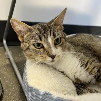 Danica -  Domestic Short Hair Cat for Adoption in Fort Wayne, Indiana - Danica | PetCurious