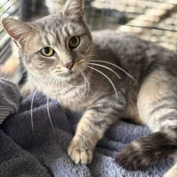 Rescue Domestic Short Hair Cats for Adoption in Nampa, Idaho - Clove | PetCurious