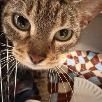 Samantha -  Domestic Short Hair Cat for Adoption in Wheeling, Illinois - Samantha | PetCurious
