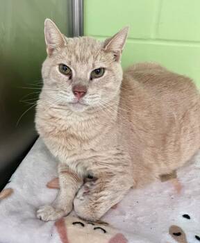 Rescue Domestic Short Hair Cats for Adoption in Cincinnati, Ohio - Pete The Cat | PetCurious