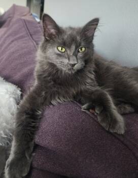 Rescue Domestic Long Hair and Domestic Short Hair Cats for Adoption in Folsom, California - Frankie | PetCurious