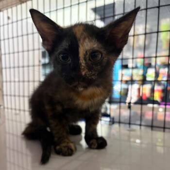 Milkshake -  Domestic Short Hair Cat for Adoption in Sarasota, Florida - Milkshake | PetCurious