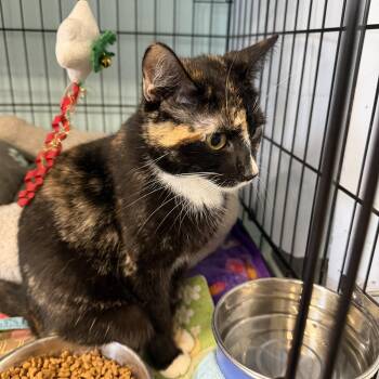 Domestic Short Hair Cats Available for Adoption - Precious  | PetCurious