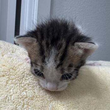 Sparkle Berry -  Domestic Short Hair Cat for Adoption in Westminster, California - Sparkle Berry | PetCurious