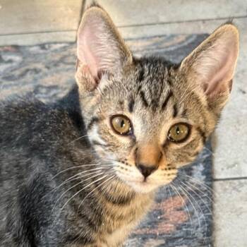 Apollo - City of Industry location -  Domestic Short Hair Cat for Adoption in Chino Hills, California - Apollo - City Of Industry Location | PetCurious