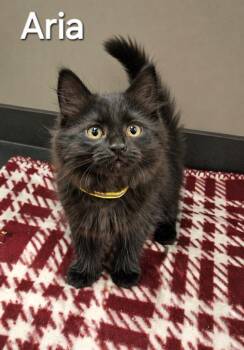 Domestic Long Hair Cats Available for Adoption in Sidney, Ohio - Aria | PetCurious