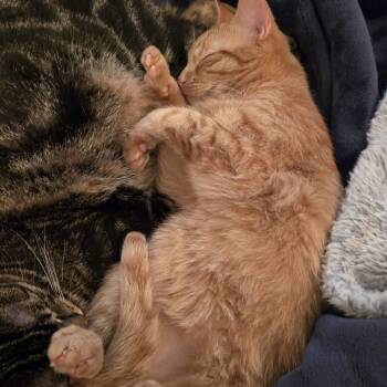 Cashew McGuire -  Domestic Short Hair Cat for Adoption in Eagle Mountain, Utah - Cashew McGuire | PetCurious