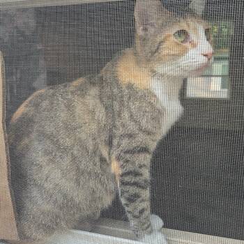 Rescue Domestic Short Hair Cats for Adoption in Columbus, Georgia - Missy | PetCurious