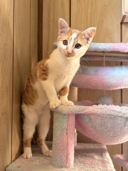 Uri -  Domestic Short Hair Cat for Adoption in Greensburg, Pennsylvania - Uri | PetCurious