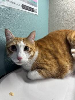 Sunny -  Domestic Short Hair Cat for Adoption in Sherwood, Oregon - Sunny | PetCurious