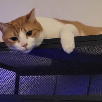 Haze -  Domestic Short Hair Cat for Adoption in Madison, Wisconsin - Haze | PetCurious