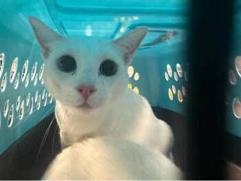 MONTY -  Domestic Short Hair Cat for Adoption in West Palm Beach, Florida - MONTY | PetCurious