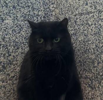 Lucy -  Domestic Short Hair Cat for Adoption in Golden, Colorado - Lucy | PetCurious