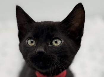 Squirrel -  Domestic Short Hair Cat for Adoption in Portland, Oregon - Squirrel | PetCurious