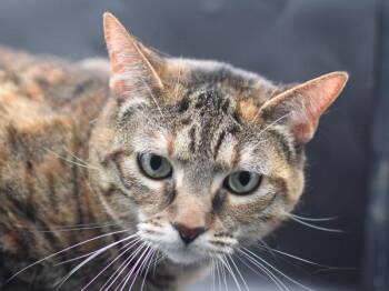 Coco -  Domestic Short Hair Cat for Adoption in Portland, Oregon - Coco | PetCurious