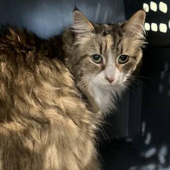 Domestic Long Hair Cats Available for Adoption - Mika | PetCurious