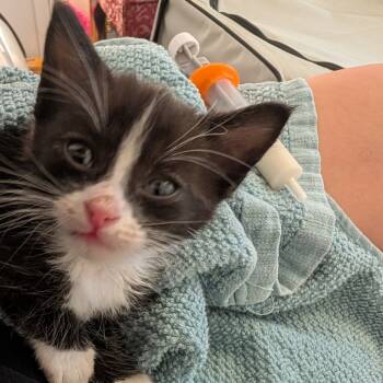 Rescue Domestic Short Hair Cats for Adoption in Los Angeles, California - Nibbler | PetCurious