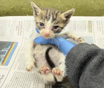 NEMO -  Domestic Short Hair Cat for Adoption in Riverside, California - NEMO | PetCurious