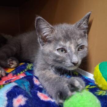 Nightie -  Domestic Medium Hair Cat for Adoption in Middlebury, Vermont - Nightie | PetCurious