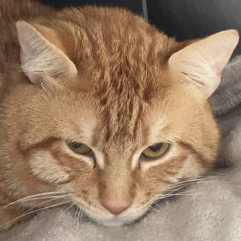 Gianni -  Domestic Short Hair Cat for Adoption in Chicago, Illinois - Gianni | PetCurious