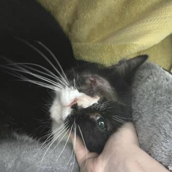 Domestic Short Hair Cats Available for Adoption - Karl | PetCurious