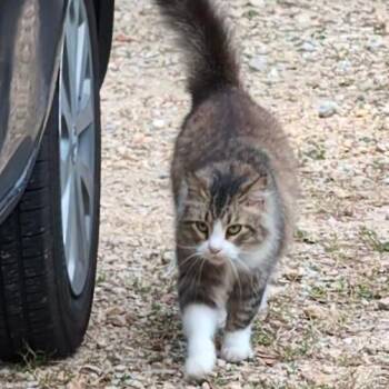 Domestic Long Hair Cats Available for Adoption - Pretty Boy Ric | PetCurious