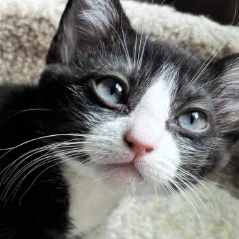 Bridget -  Domestic Short Hair and Tuxedo Cat for Adoption in Wilsonville, Oregon - Bridget | PetCurious