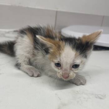 Domestic Short Hair Cats Available for Adoption in St. Louis, Missouri - Gretta | PetCurious