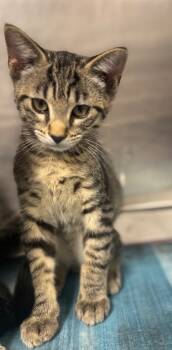 Rescue Domestic Short Hair Cats for Adoption in Hopkinsville, Kentucky - Raphael | PetCurious
