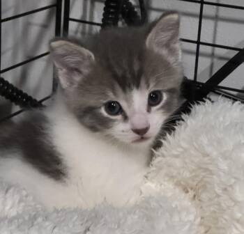 Luke -  Domestic Short Hair Cat for Adoption in Port Washington, Wisconsin - Luke | PetCurious
