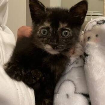 Talia -  Domestic Short Hair Cat for Adoption in Greensboro, Georgia - Talia | PetCurious