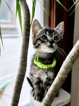 Winifred -  Domestic Short Hair Cat for Adoption in San Francisco, California - Winifred | PetCurious
