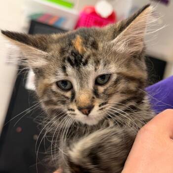Domestic Medium Hair Cats Available for Adoption in Evansville, Indiana - Maggie | PetCurious