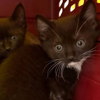 Crumble -  Domestic Short Hair Cat for Adoption in Philadelphia, Pennsylvania - Crumble | PetCurious