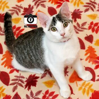 Rescue Domestic Short Hair Cats for Adoption in Fairway, Kansas - Shenzi | PetCurious