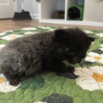 Domestic Short Hair Cats Available for Adoption in South Elgin, Illinois - Ian | PetCurious