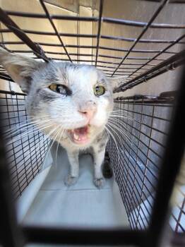 MOUTHY -  Domestic Short Hair Cat for Adoption in San Antonio, Texas - MOUTHY | PetCurious