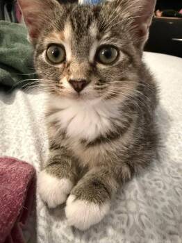 Violet -  Domestic Short Hair Cat for Adoption in Cleveland, Ohio - Violet | PetCurious