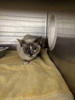 Domestic Short Hair Cats Available for Adoption in Cincinnati, Ohio - Ava | PetCurious