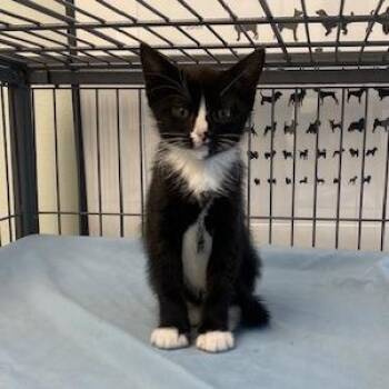 Dakota -  Domestic Short Hair Cat for Adoption in Chesapeake, Virginia - Dakota | PetCurious