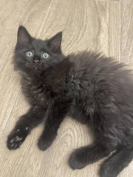 Domestic Long Hair Cats Available for Adoption - Owen Grady | PetCurious