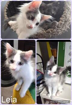 Leia -  Domestic Medium Hair Cat for Adoption in Newberg, Oregon - Leia | PetCurious