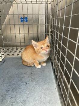 CHESSIE -  Domestic Short Hair Cat for Adoption in Dallas, Texas - CHESSIE | PetCurious