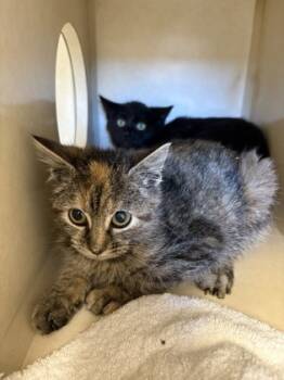 Rescue Domestic Short Hair Cats for Adoption in Beatrice, Nebraska - Mango | PetCurious