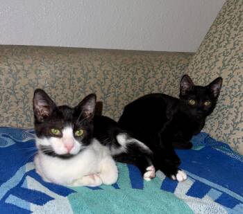 Rescue Domestic Short Hair Cats for Adoption in Mililani, Hawaii - Checkers & Dart | PetCurious