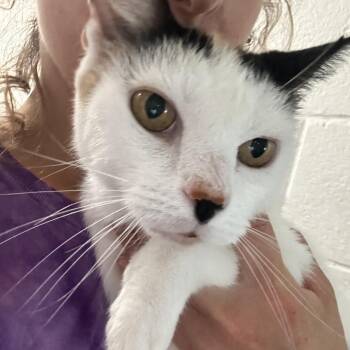 Pretty -  Domestic Short Hair Cat for Adoption in Newport, North Carolina - Pretty | PetCurious
